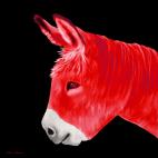 PTIT ANE ROUGE PTIT ANE ORANGE donkey Showroom - Inkjet on plexi, limited editions, numbered and signed. Wildlife painting Art and decoration. Click to select an image, organise your own set, order from the painter on line